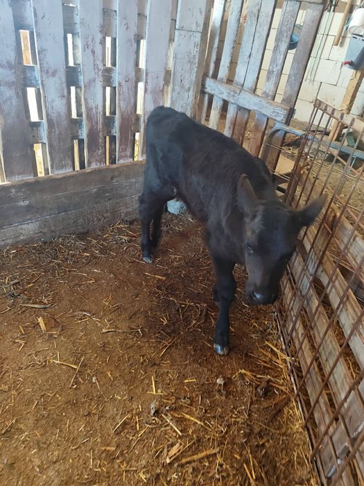 Vitică Angus disponibila