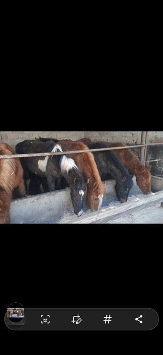 Тайлар полторашка