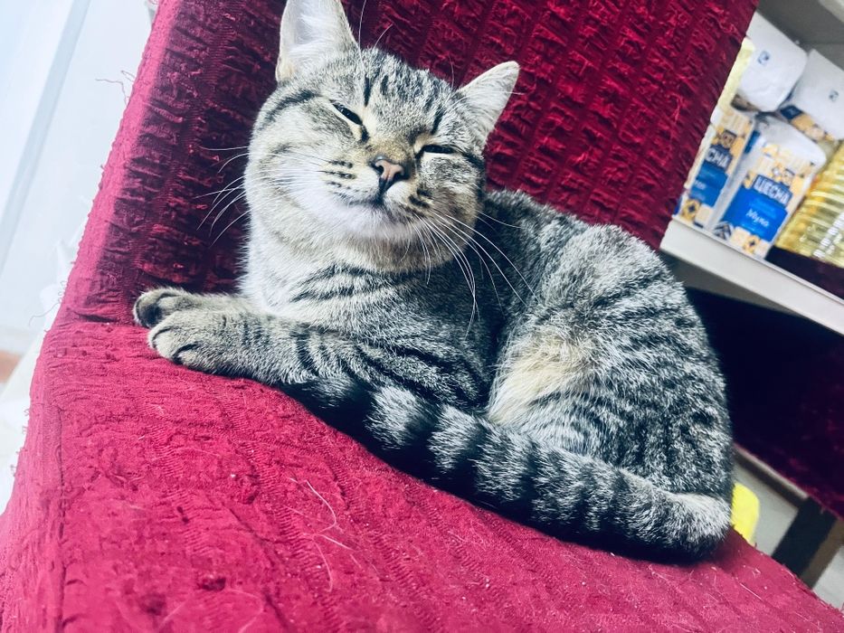 Тегін мысық өте сүйкімді