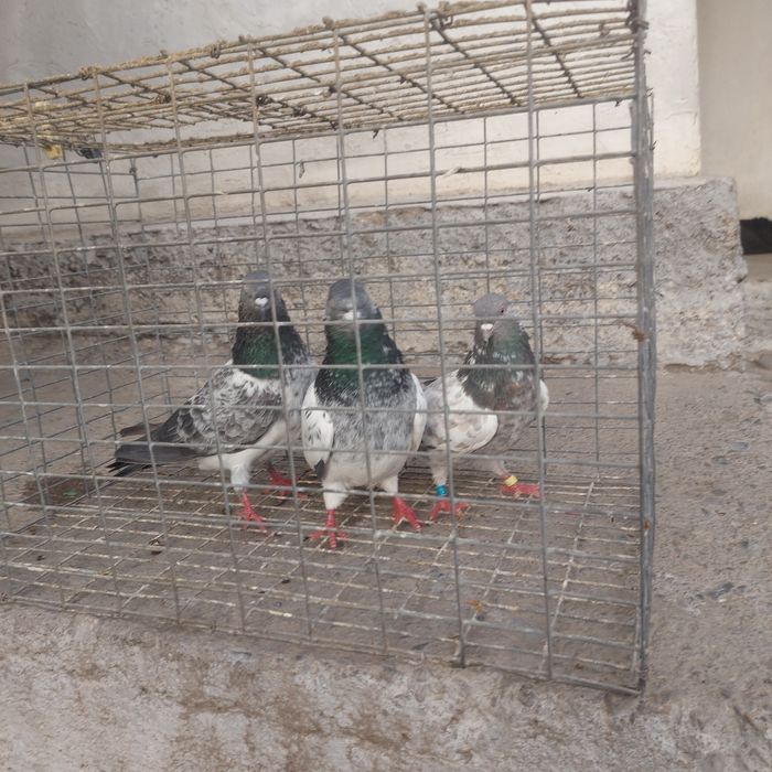 Пакистанцы  летные  с игрой