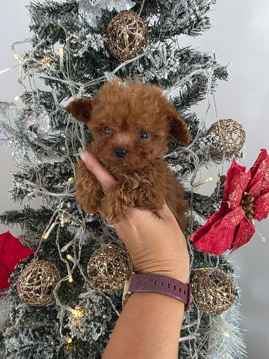 Резервирано !Пудел тийкъп момче