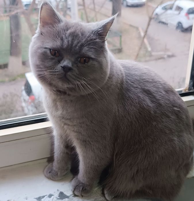 британец лилового окраса на вязку