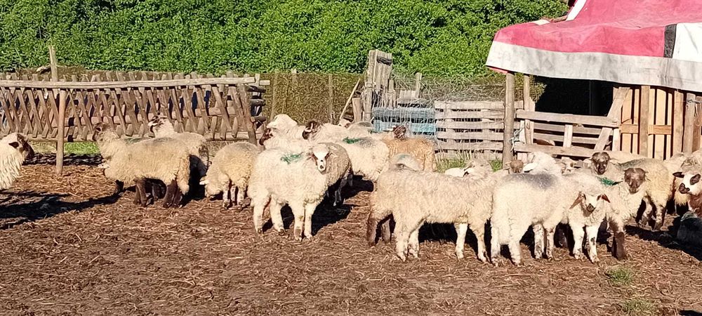 Miei de vinzare150 bucati pret 23 neg