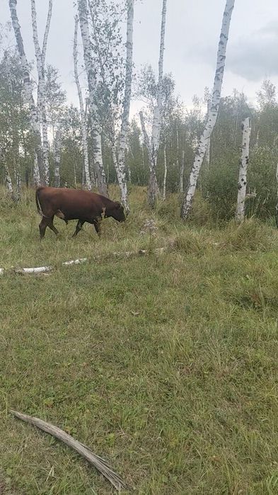 Продам 5 бычков на доращивания