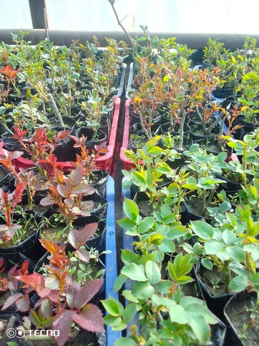 Geran gullar bor atirgul kuchati bor payvand qilingan