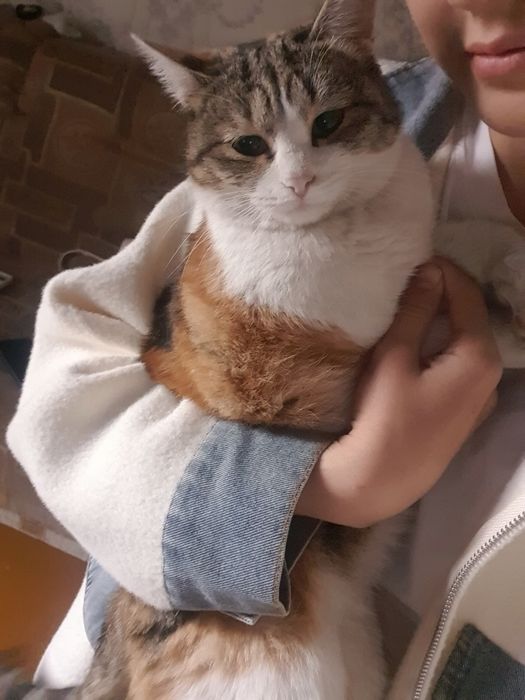 Ona mushuk va bolalari sotiladi