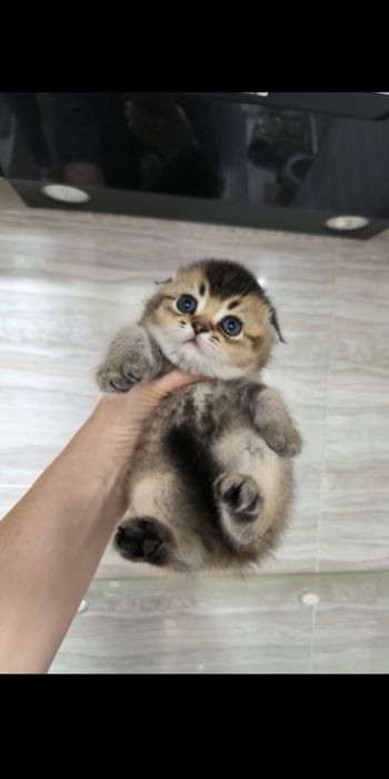 Продаётся котёнок