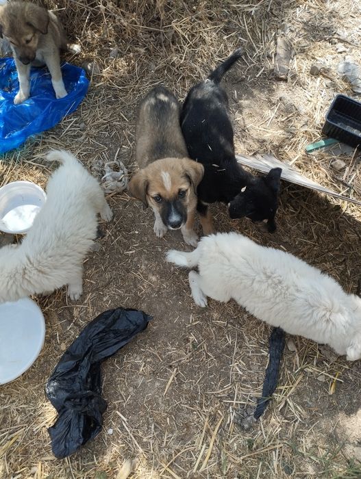 Бесплатно! Щенята