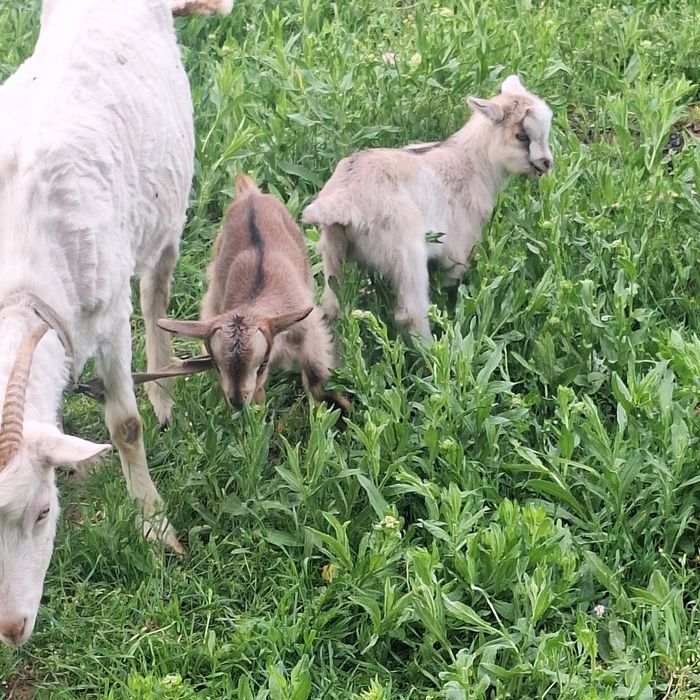 Лақ козлята ешкі