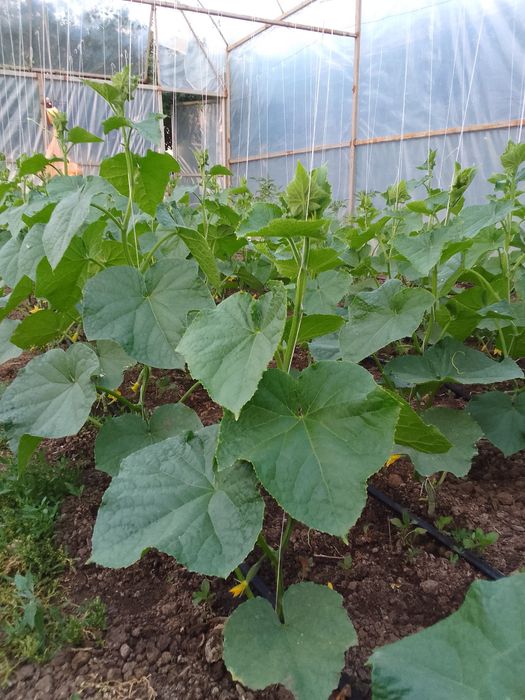 Теплица сатылады 250мың