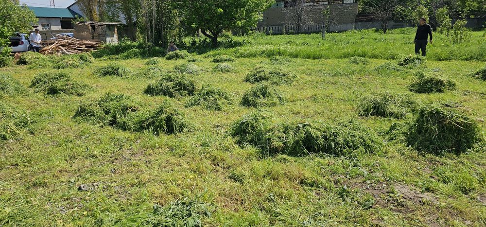 O‘t sotiladi tekinga