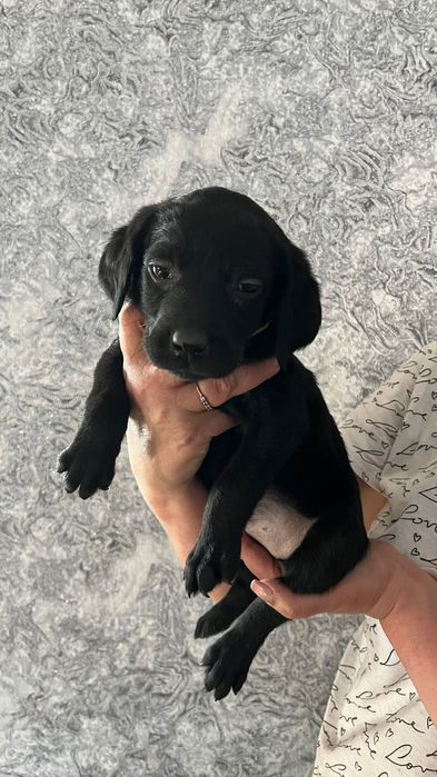 Малыши  Лабрадора