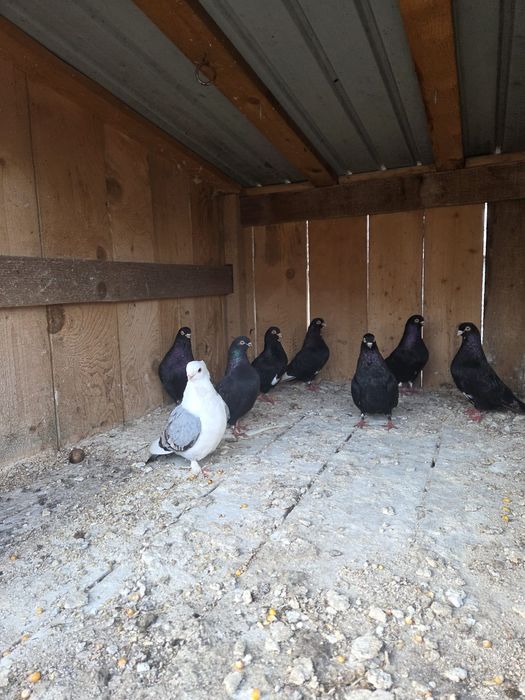 De vånzare porumbei