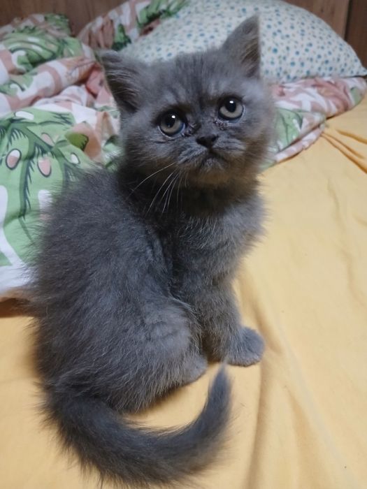 Pisica persana cu pedigree