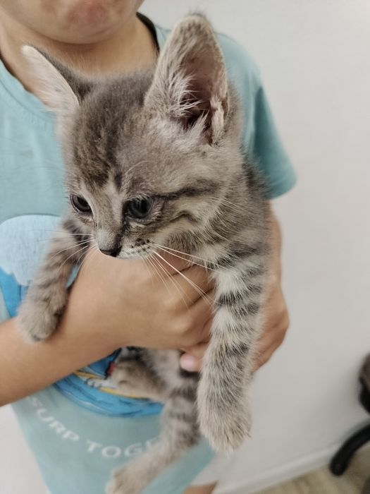 Отдам котенка девочка