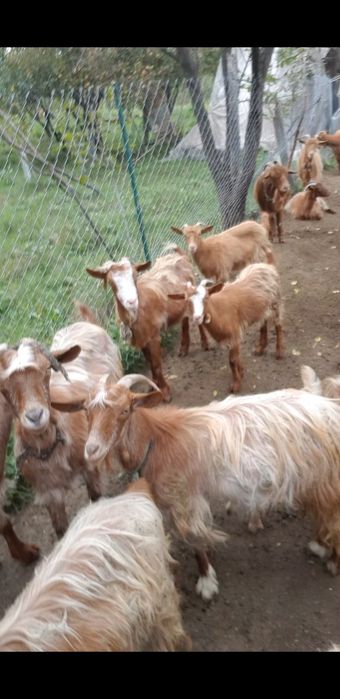 Capre tinere cu iezi