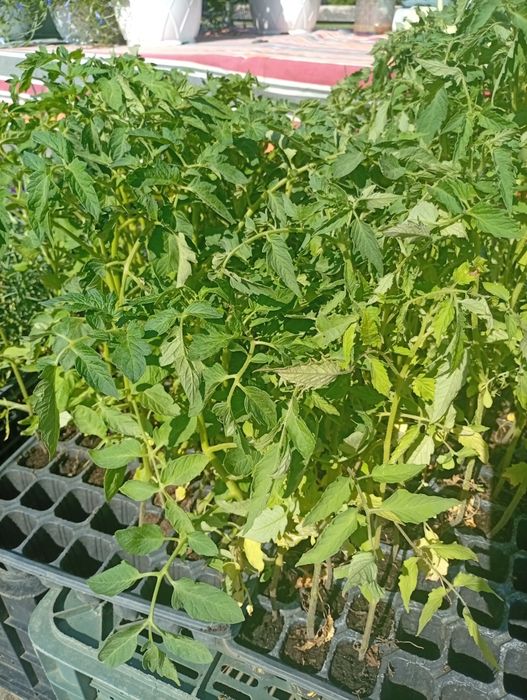 Răsad rosii  + petunii curgătoare+ răsad de vinete