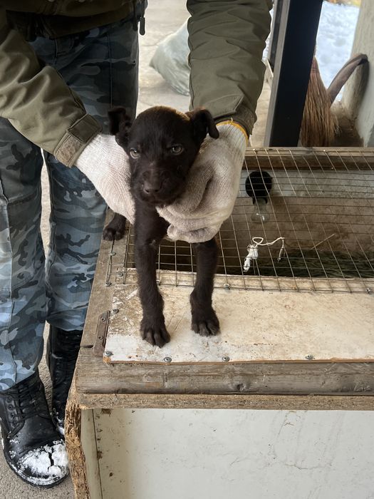 Продам щенка дратхара мальчик