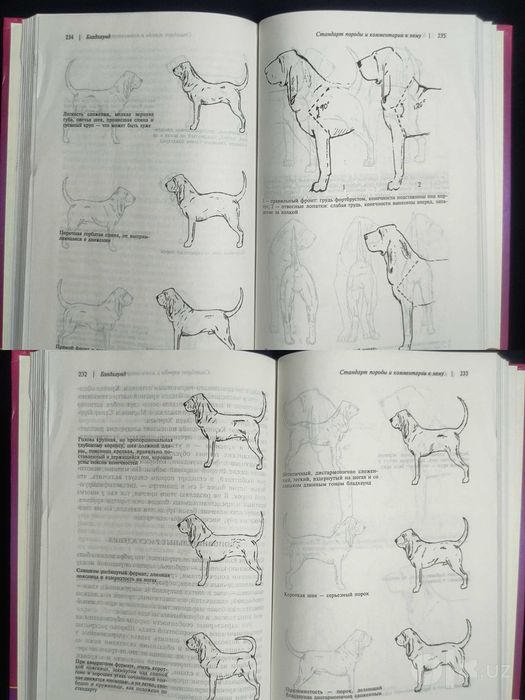 Книга. Бладхаунд. Библиотека Американского клуба собаководства.