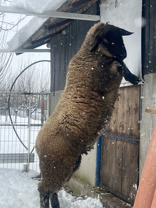 Disponibil berbecuț Suffolk