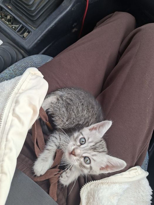 котята ищут дом)