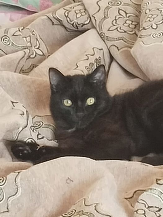 Отдам в добрые руки котика