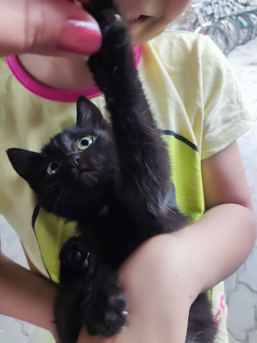 Кошечка мышеловка в добрые руки котёнок