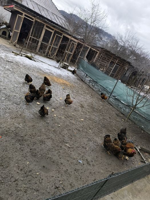 Ouă pentru incubat Wyandotte Auriu GSG  rasă deosebită!