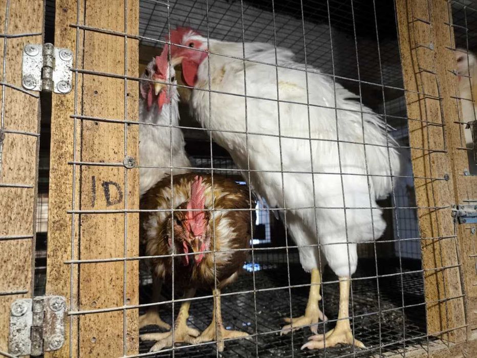 Продаются молодые петухи возрастом 5 месяцев