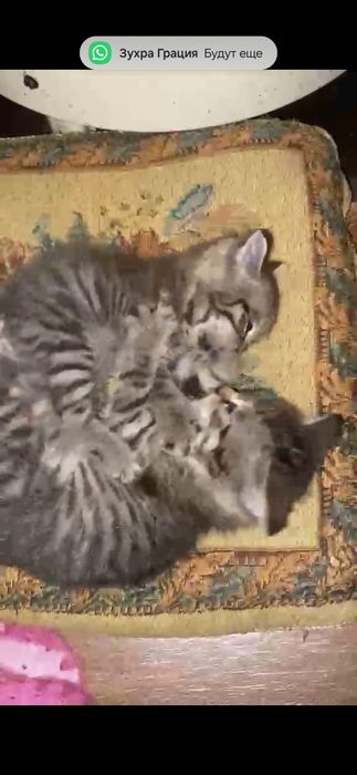В добрые руки милых котят