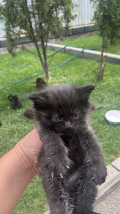 Отдам котят в хорошие руки