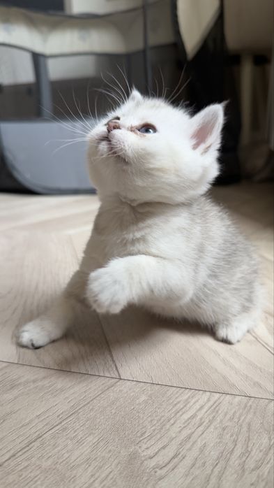 Продаются котята серебристые шиншиллы