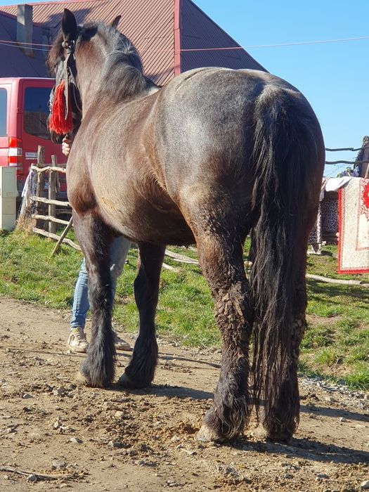 Vand o iapa de 6 ani garantata