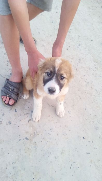 Alabay sotiladi moda