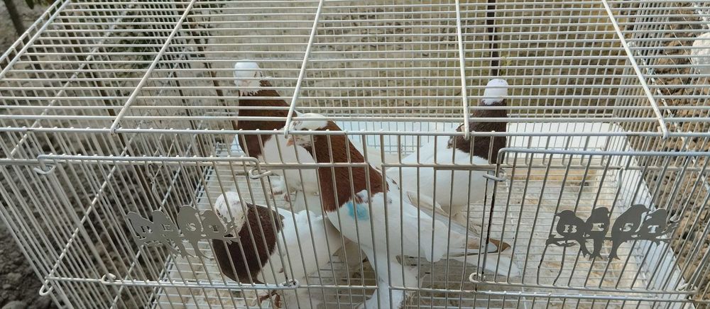 Қопқонлар копкон капкан голуб кабутар