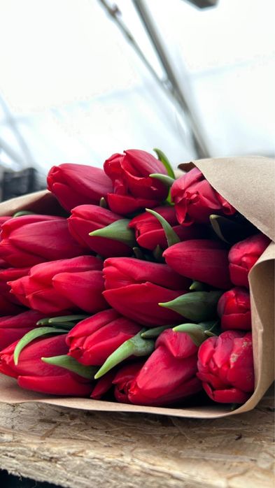 Тюльпаны, Оптом и в розницу.