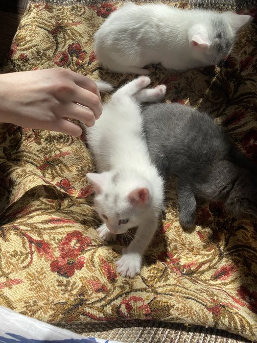 Котенок мальчик  , мама британка!