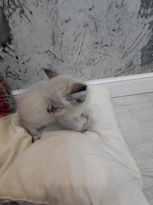 Котенок Мальчик 1,5 месяца