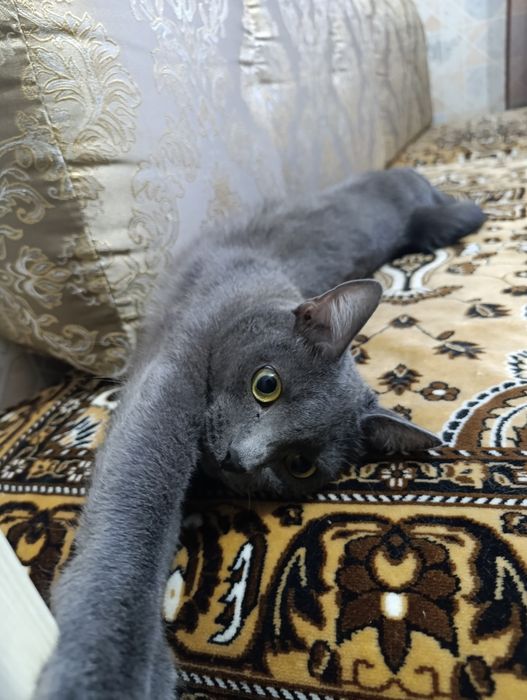 Отдам кошку в добрые руки