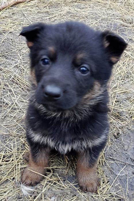 Продам щенков немецкой овчарки 2 месяца, кушают сами