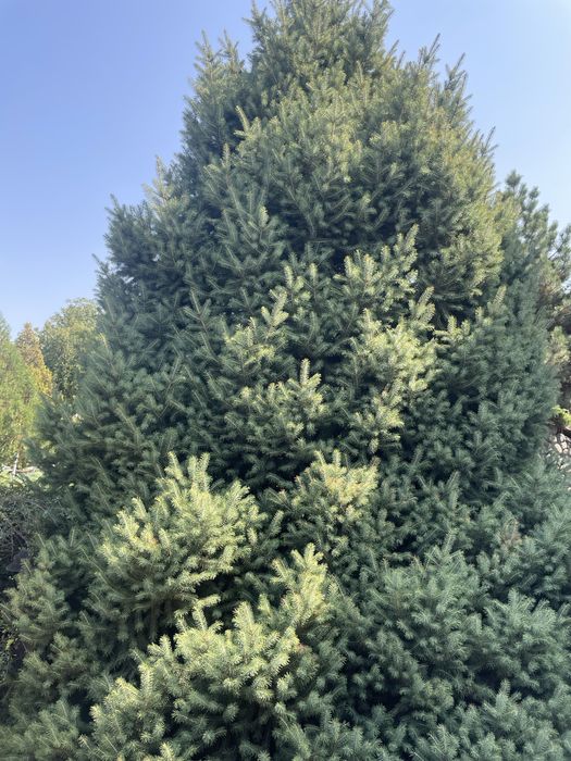 Елки и можевельники