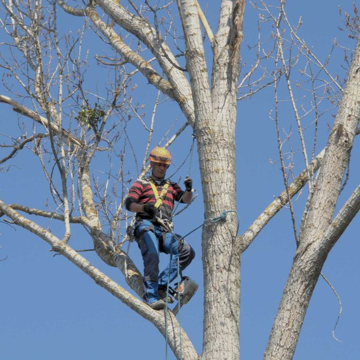 Toaletare arbori | Doborâre copaci