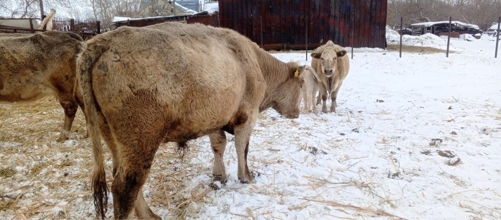 Продам быка 2 года