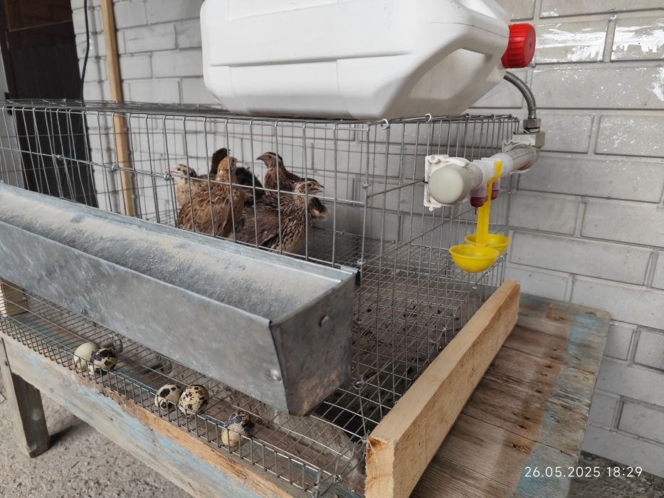 Мини ферма на 20 перепелов