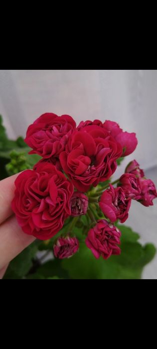 Сортовые коллекционные пеларгонии