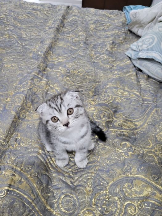 Вислоухие котята