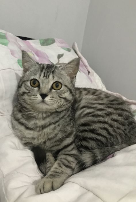 Кошка скотиш страйт