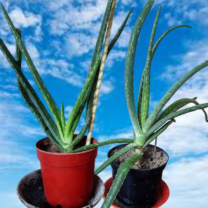 АЛОЭ лечебный,косметичный