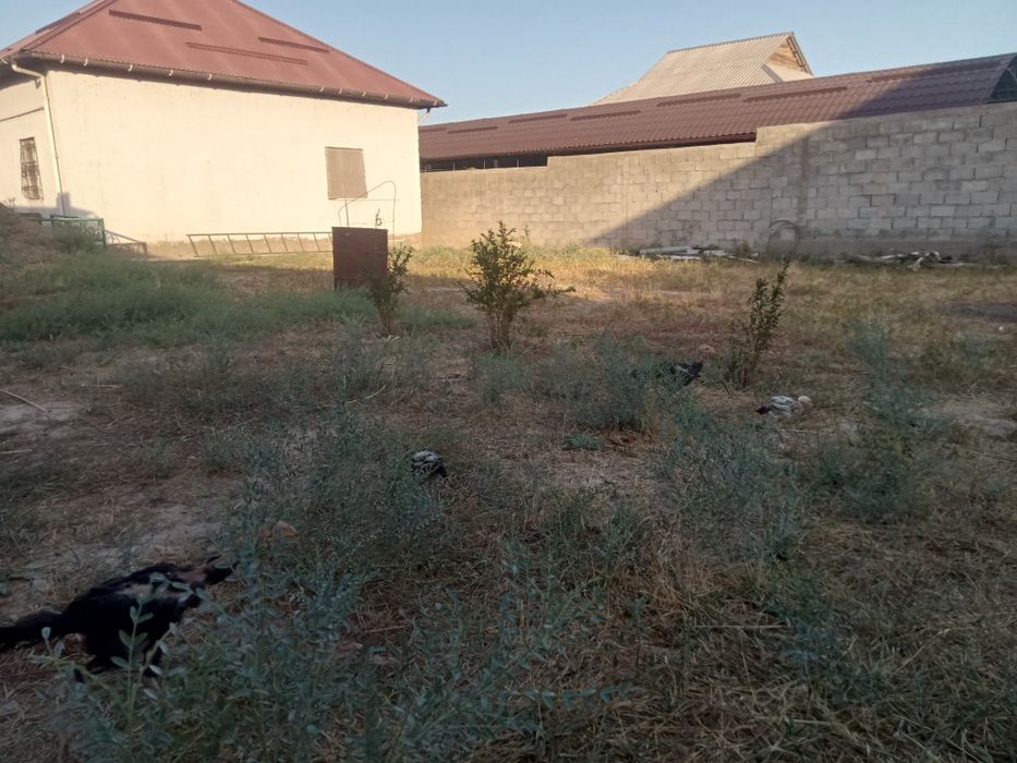 Дакан дакан шөшелер балапандар