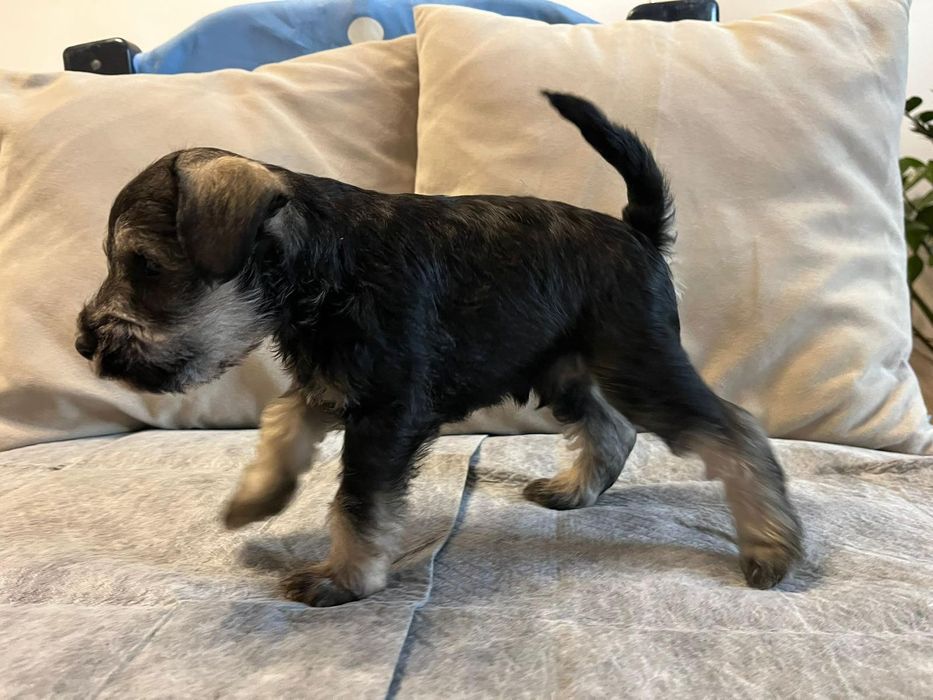 Мини шнауцер/ цверг шнауцер